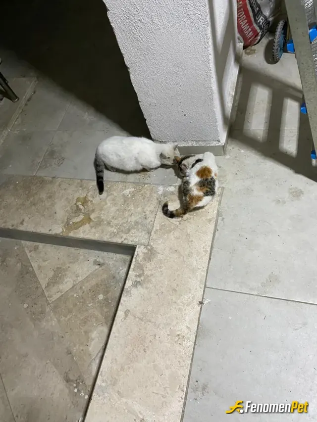 Sokak hayvanı besleme: Acıkmış paticikler🥰
