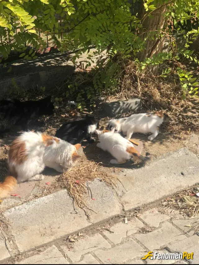 Sokak hayvanı besleme: Kendimde köpek ve kedim olduğu için onları düşünecektin insanlık namına yapiyorum