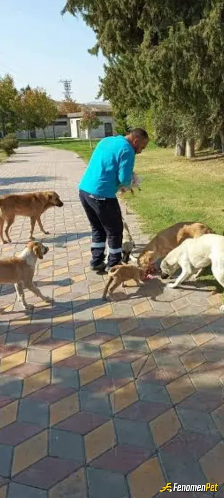 Sokak hayvanı besleme: Tüm sokak hayvanları koruyalım bu yeni projenizde başarılar diliyorum ve cok mutlu oldum sokak hayvanlarıni he