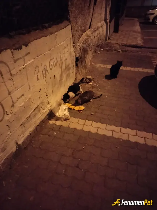Sokak hayvanı besleme: Akşam sbaha elde olanlarla doyuruyorz