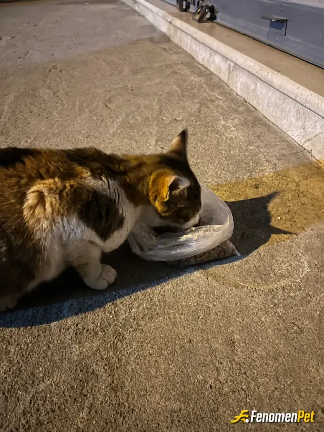 Sokak hayvanı besleme: #fenomenpet bir avuç mama kocaman mutluluk :)