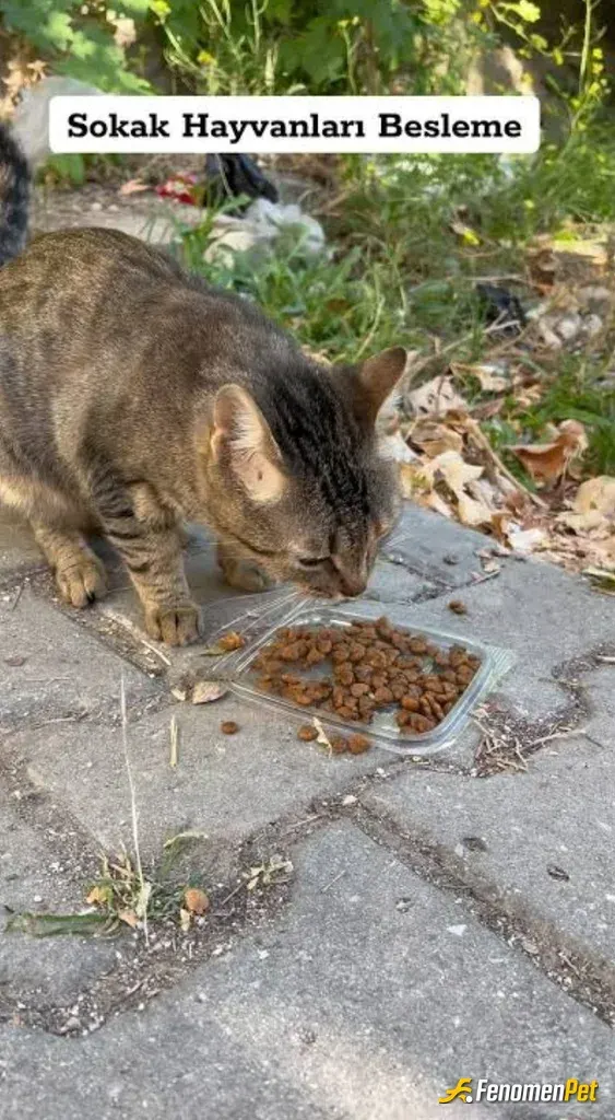 Sokak hayvanı besleme: Sokağın müdavimi 😘