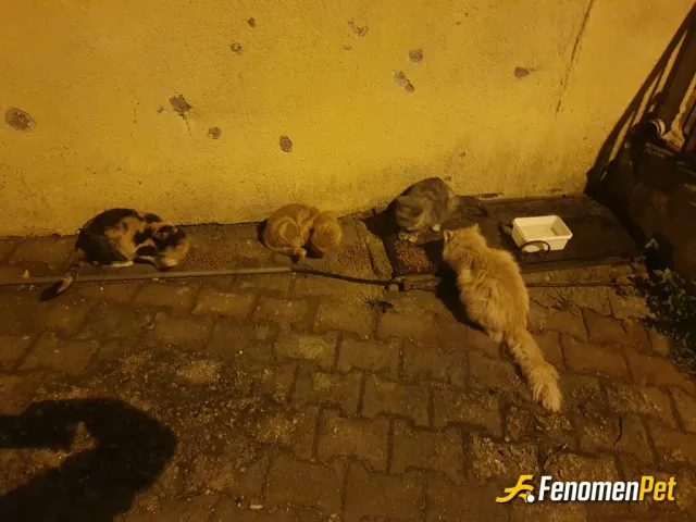 Sokak hayvanı besleme: #Fenomenpet buradan kazanacağım parayı da patili dostlarımıza harcayacağım teşekkürler