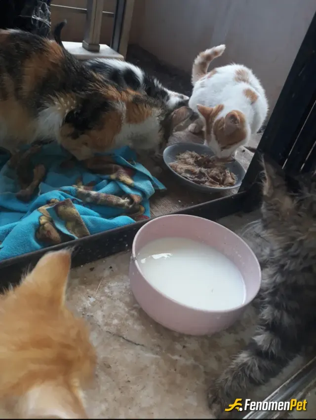 Sokak hayvanı besleme: Bahçeme yerleşen anne ve yavrular