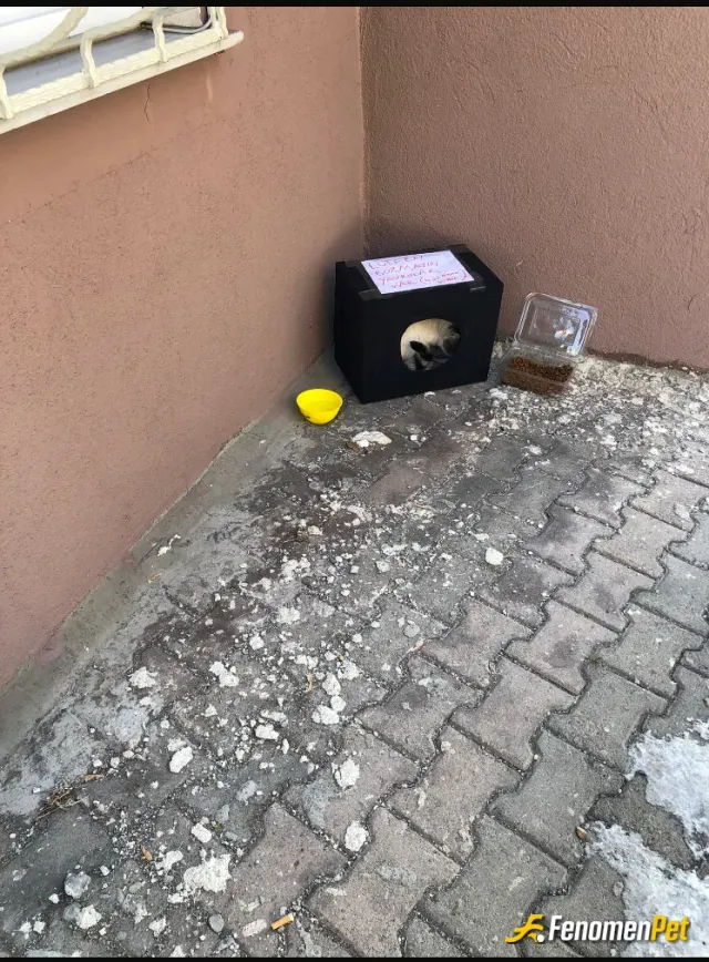 Sokak hayvanı besleme: Sokagımda bir çok hayvana bakıyorum büyük bir mutlulukla 3 tanesini sahiplendim keşke daha fazla yerim olsa 🥰