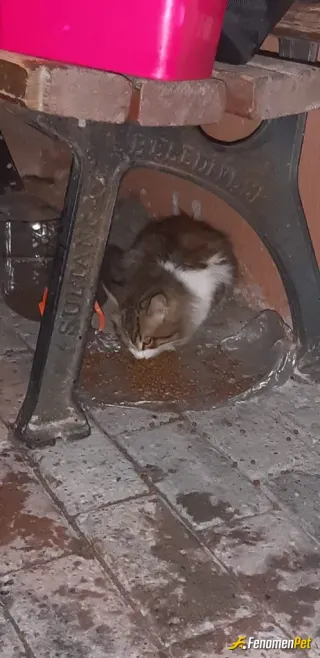 Sokak hayvanı besleme: Kapımızın gülleri