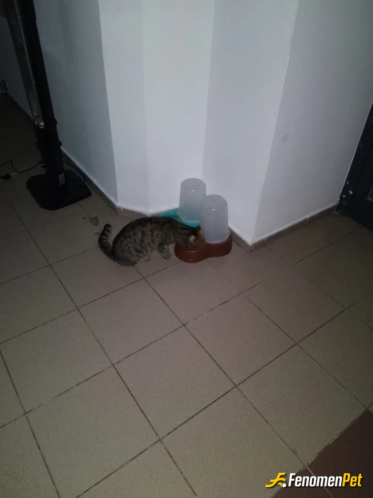Sokak hayvanı besleme: Kurumumuzda 7/24 sokak kedilerine mama vermeye devam ediyoruz..