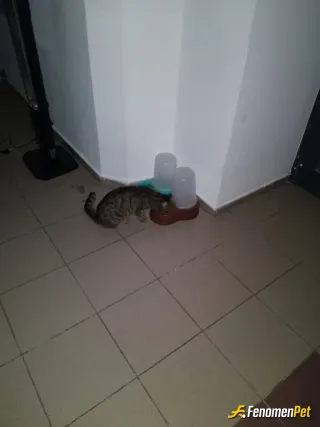 Sokak hayvanı besleme: Kurumumuzda 7/24 sokak kedilerine mama vermeye devam ediyoruz..