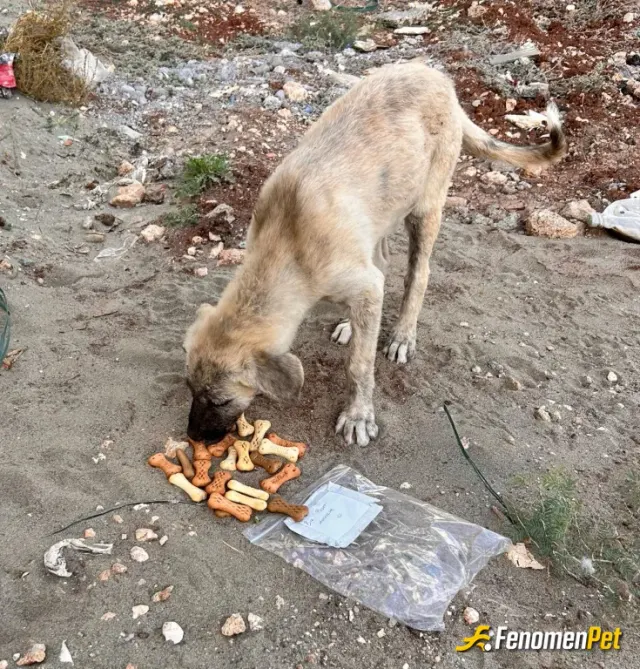 Sokak hayvanı besleme: #Fenomenpet - Fenomenbet Patiler de kazanır! ac kalmasin dostlar