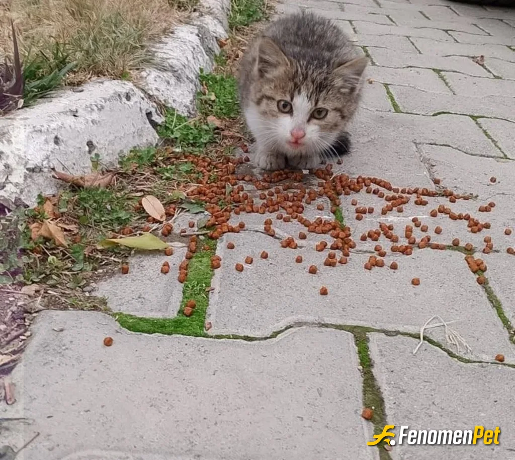 Sokak hayvanı besleme: Soğukta dertlerini anlatamazlar siz anlayın...