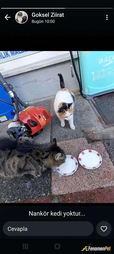 Sokak hayvanı besleme: Dükkanı var 4 kedi var hergun gelirler hergun mamalrini alyrm
