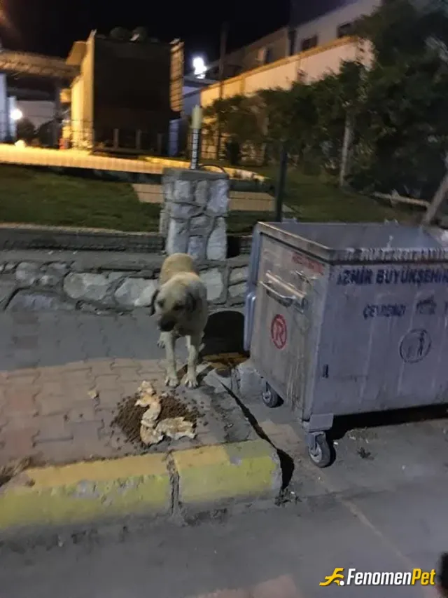 Sokak hayvanı besleme: Gece gece dayanamadım fenomenbet harika
