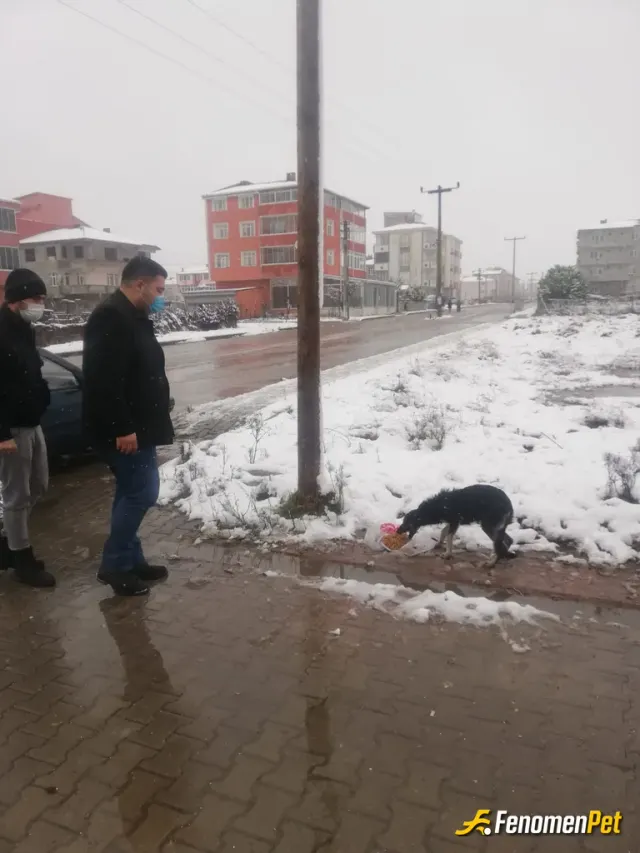Sokak hayvanı besleme: Sokak hayvanlarına mama verdik