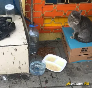Sokak hayvanı besleme: Bu olayı düşünen arkadaşı tebrik ederim harika bi proje