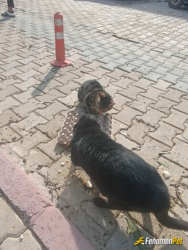 Sokak hayvanı besleme: Çalıştığım otel inşaatında her gün bi tas su veya bir keptende olsa can dostlarimiza vermek mutlu ediyor insan