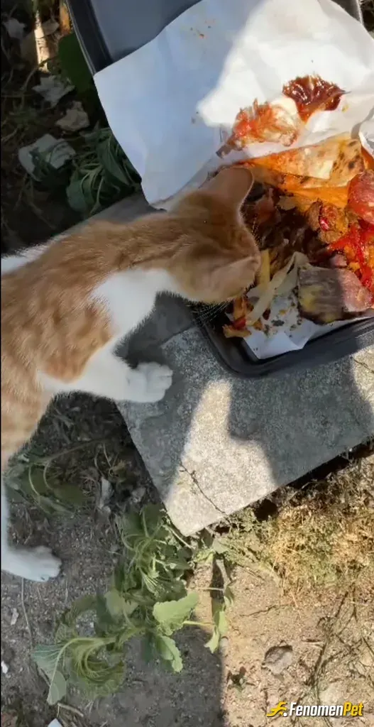Sokak hayvanı besleme: Sokaktaki canlarımız bunlar bizim 🥰🥰🥰