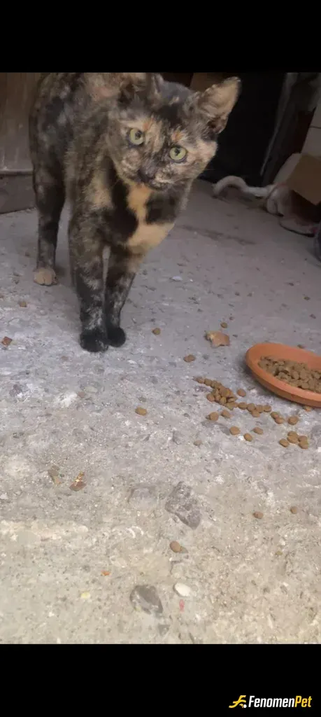 Sokak hayvanı besleme: Dışarıda baktığım canlardan sadece biri ❤️ adı Çirkin ☺️ onları görmezden gelebilmek ne mümkün imkanım olsa tü