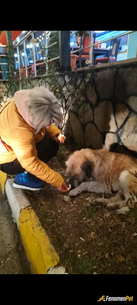 Sokak hayvanı besleme: #fenomenpet