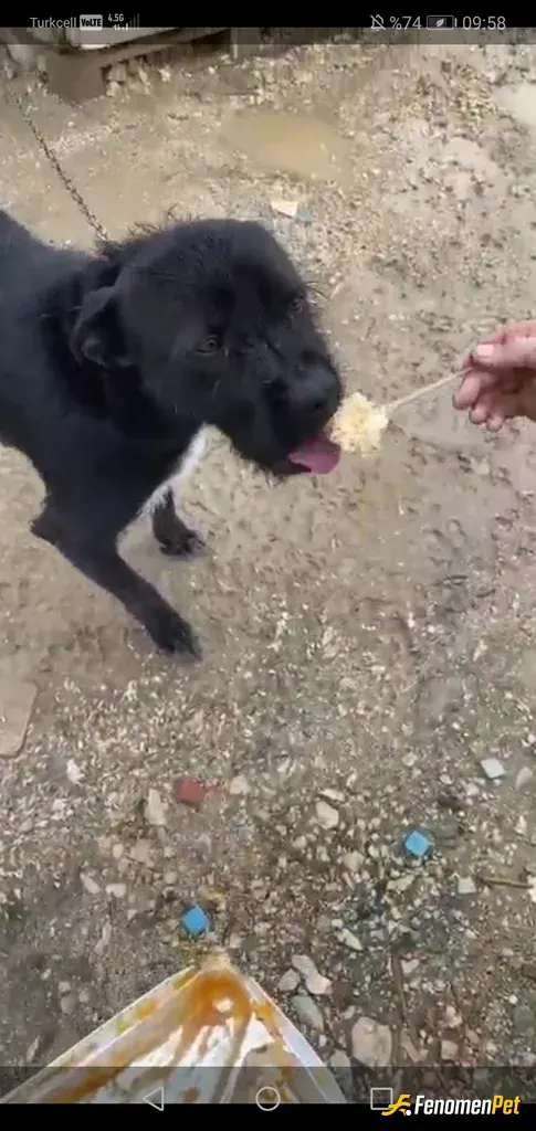 Sokak hayvanı besleme: Mümkün ve imkan olduğu sürece beslemeye devam. Bu arkadasin adı Pascal kendi öğle yemeğimi paylaşıyorum 🙂