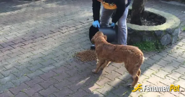 Sokak hayvanı besleme: Elimizden geldiğince beslemeye devam
