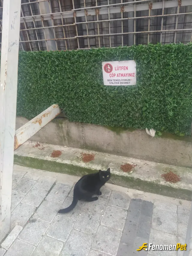 Sokak hayvanı besleme: Yalnız gözüküyor ama arkadaşları da var :) fenomenpet pati dostu