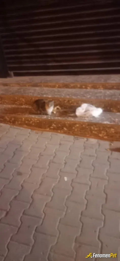 Sokak hayvanı besleme: Cok sirin Duruyor Ama Yinede Saldırgan Bi Tavır sergiledi Uzaktan ancak bu kadar