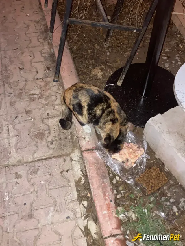 Sokak hayvanı besleme: Aşçıyım ve her gün arta kalan tavukları ziyan etmeyip Karamel ismini verdiğimiz kediye veriyorumm 🥰