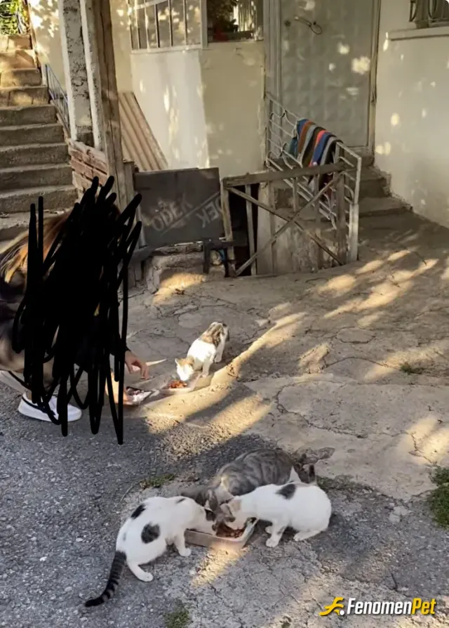Sokak hayvanı besleme: #Fenomenpet her sabah beslemeye devam 🥰