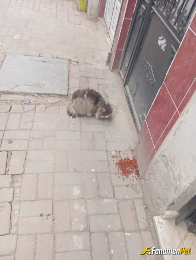 Sokak hayvanı besleme: Mama