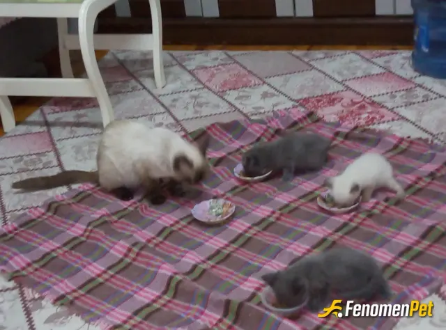 Sokak hayvanı besleme: #Fenomenpet