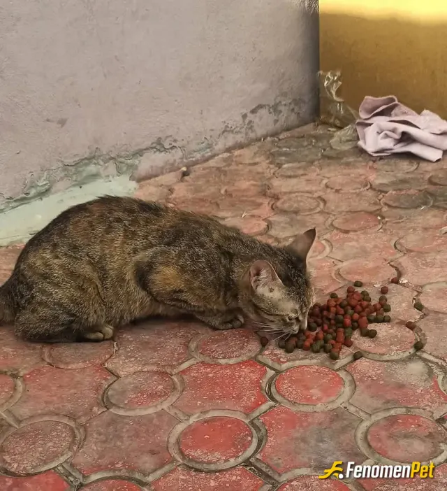 Sokak hayvanı besleme: kedilere sahip cikalim hava soguk ...