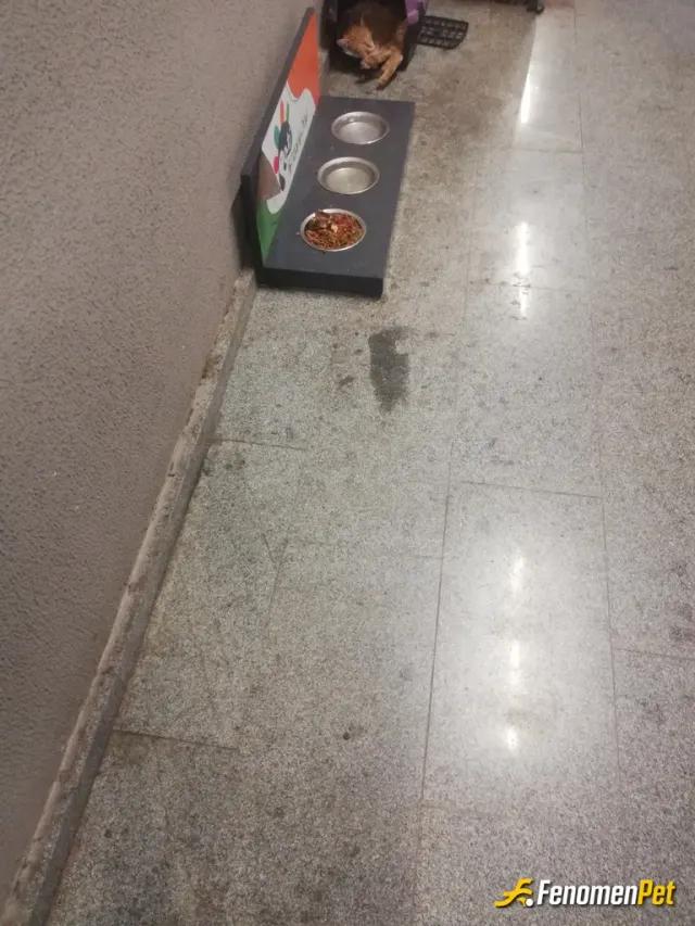 Sokak hayvanı besleme: Guzel etkinlik devam