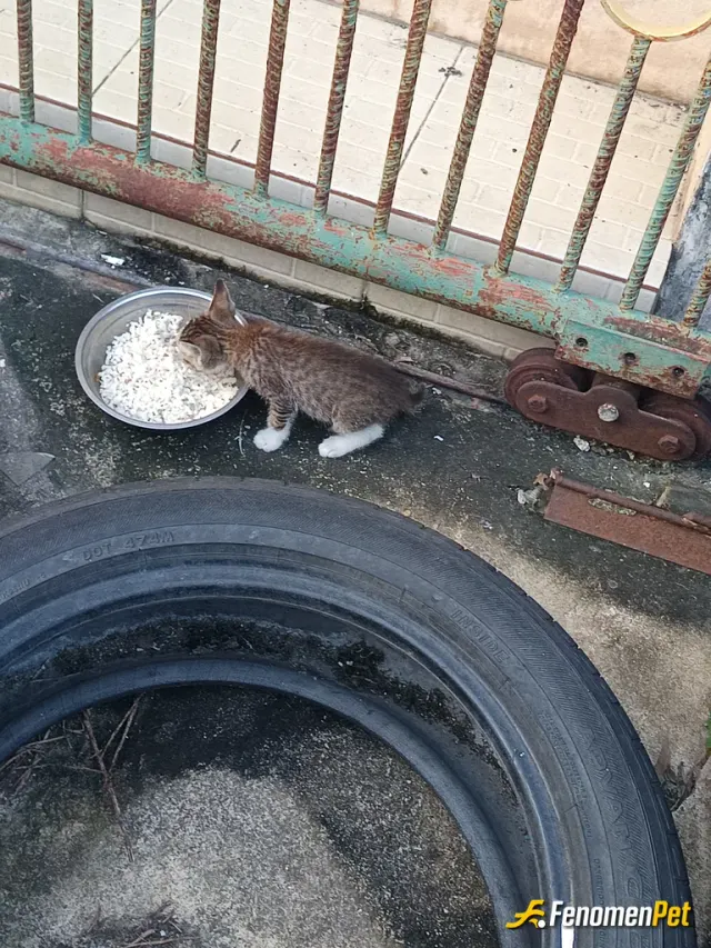 Sokak hayvanı besleme: Sokak hayvanları candır imkanım dogrultusunda ömrümün sonuna dek onları bekleyeceğim 2 tane kedim var hatta