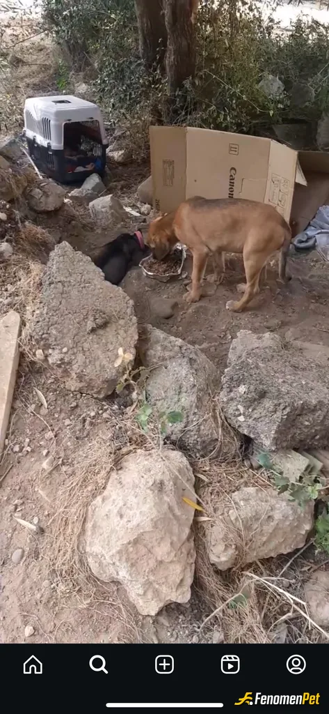 Sokak hayvanı besleme: #Fenomenpet iyili varlar