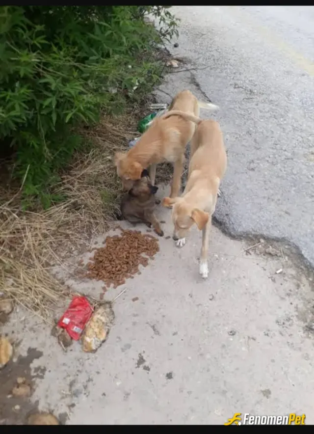 Sokak hayvanı besleme: Haftalık harcligimin bir kısmını mahallemin hayvanlarına ayırmak mutlu ediyor beni 


#Fenomenpet Fenomenbe