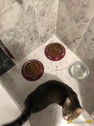 Sokak hayvanı besleme: Kendisi miço. Balikci kasasindA bulup sahiplendim. 3 kardesler. miço zeyna ve asiye 😂 her ay birisini atacagi