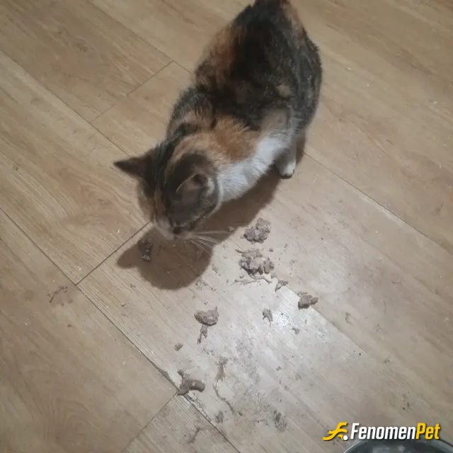 Sokak hayvanı besleme: Gücüm yettiği çe bahçede evde apartmanda bakmaya çalışıyorum çok kedimiz var bu karamel yaş mama dan basaka ye