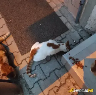 Sokak hayvanı besleme: #Fenomenpet teşekkürler sokak hayvanları dostumuzdur. Elimizden geldiğince beslemeye çalışıyoruz.
