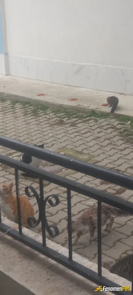 Sokak hayvanı besleme: Hayvanlarimizi sahipsiz birakmayan herkese cani gonulden tesekkurler.