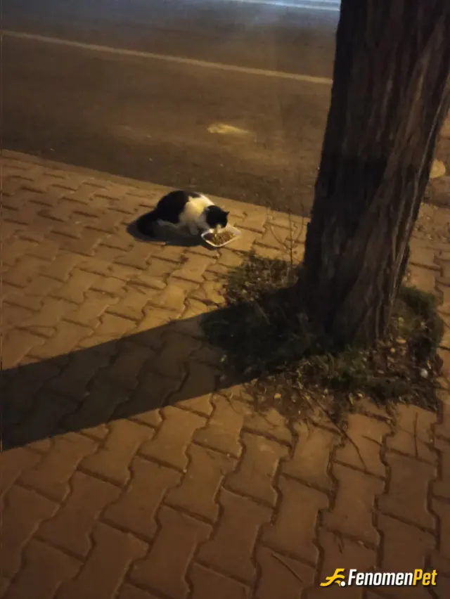 Sokak hayvanı besleme: Akşam kış ayında sokakta gördüğum tüm hayvanlara mama dağıttım