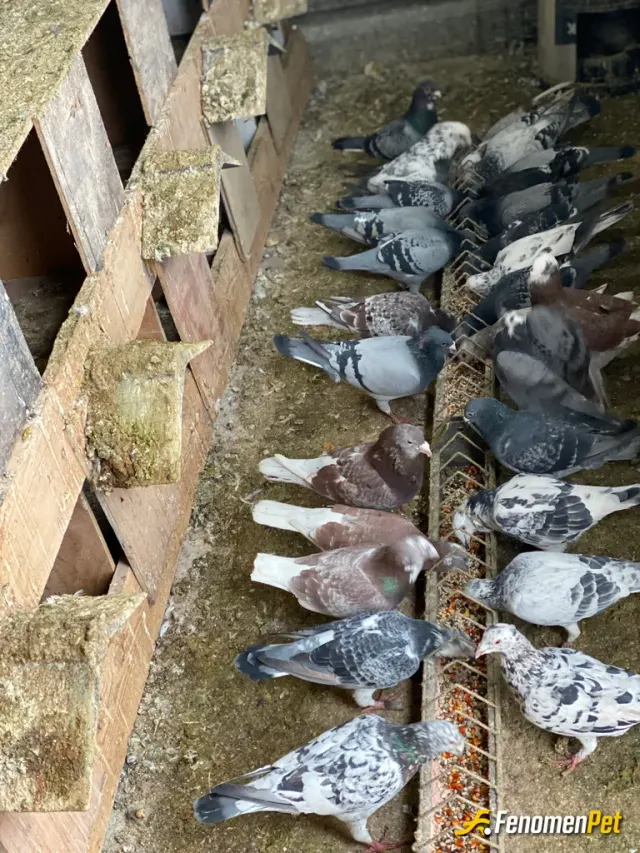 Sokak hayvanı besleme: Tamam 😊