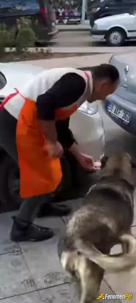 Sokak hayvanı besleme: Acikmis hayvancin kapidan iceri masum masum bakisi bitirdi beni hemen bi tabak hazirlayip verdim afiyetle yedi