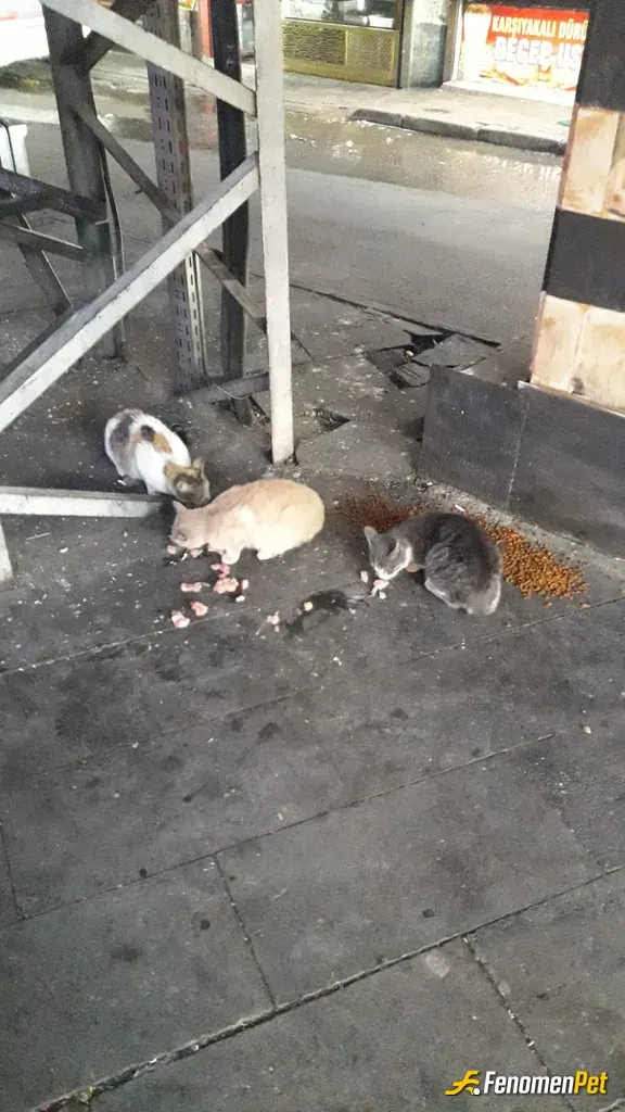 Sokak hayvanı besleme: Bu Soguk Havalarda Onlarında Yardıma İhtiyaçları Var