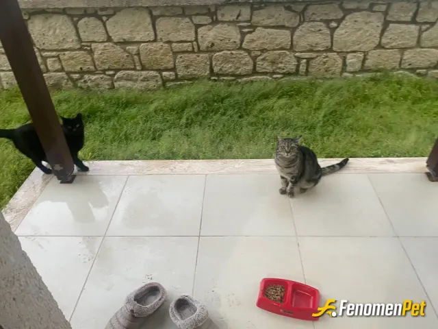 Sokak hayvanı besleme: mama verdim toplanıp toplanıp yediler