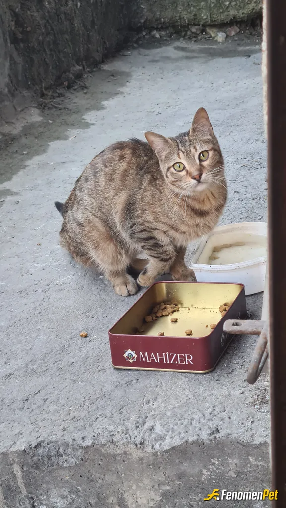 Sokak hayvanı besleme: #Fenomenpet Bir cana değer vermek, ona sevgiyle bakmak, yaşamı daha anlamlı kılıyor. İyi ki varsın, sevgili dostum.