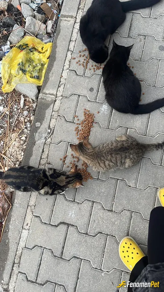 Sokak hayvanı besleme: Hastanenin lokumlarına bakıyoruz #fenomenpetpatidostu