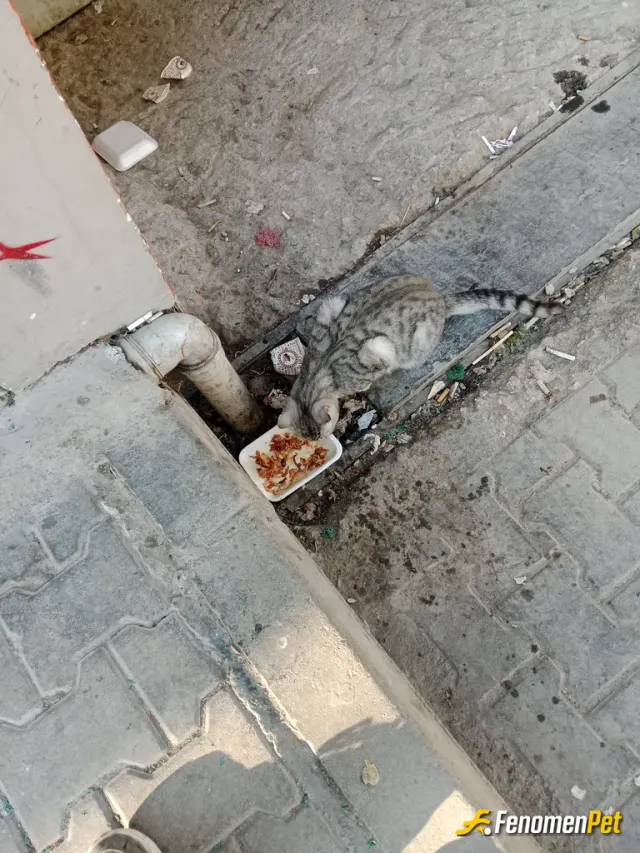 Sokak hayvanı besleme: İyilik yapmak istedim hayvanları seviyorum