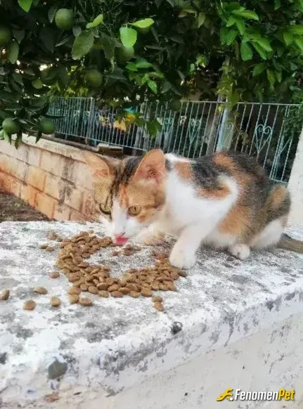 Sokak hayvanı besleme: Mahallemizin minnoşu ❤️
