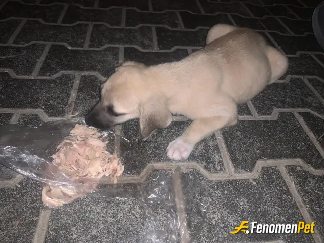 Sokak hayvanı besleme: Yolda bulduğum bu yavru köpeği kendi köpeğim için hazırlayıp paketlediğim yemeklerden alıp besledim