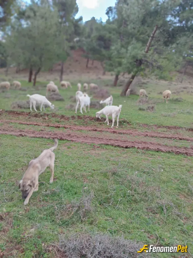 Sokak hayvanı besleme: Ciftciyimm